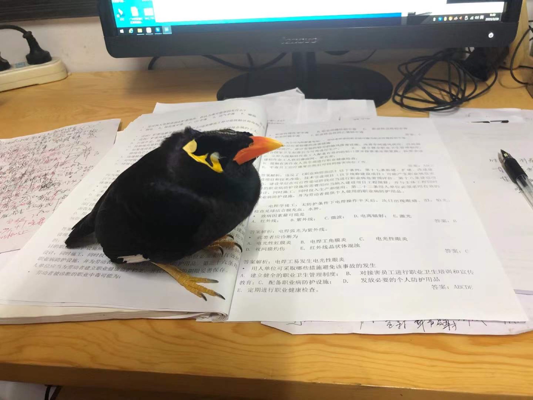 小黄在学习资料上睡觉