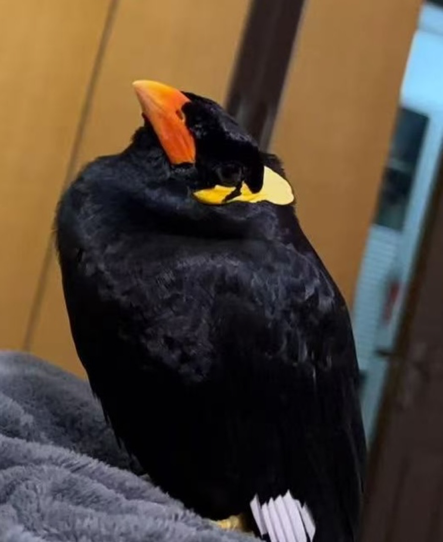 小黄闭着眼睛休息