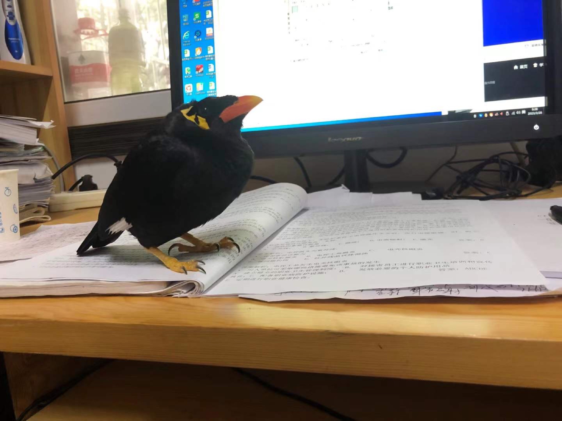 小黄站在摊开的书本上学习